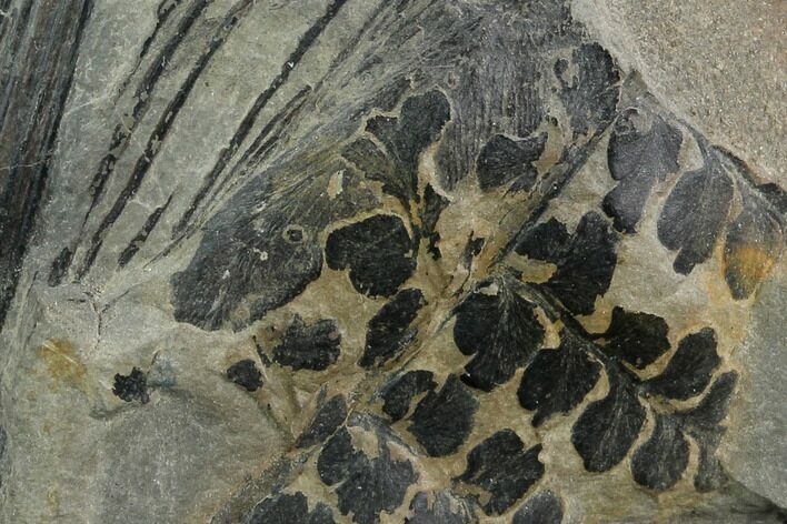 Pennsylvanian Fossil Fern (Sphenopteris) Plate - Kentucky #126216